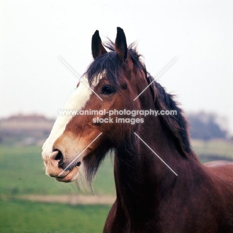 clydesdale portrait