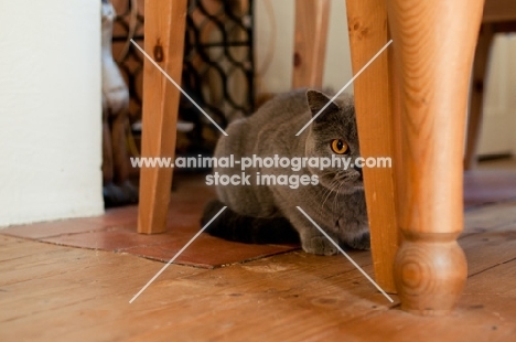 blue British Shorthair cat underneath a table