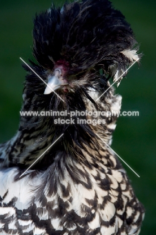 rare Bearded poland hen (also known as Nederlands Baardkuifhoen or Padua, portrait