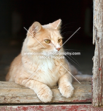 cat resting in barn