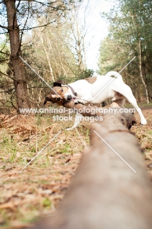 JRT attempting to drag a fallen tree