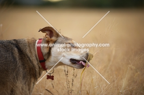 czechoslovakian wolfdog cross licking grass in a field