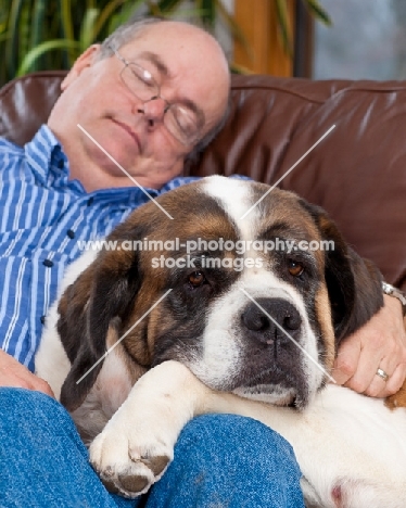 man resting with his Saint Bernard