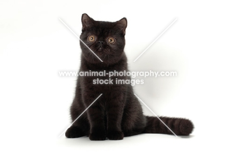 black Exotic Shorthair looking at camera