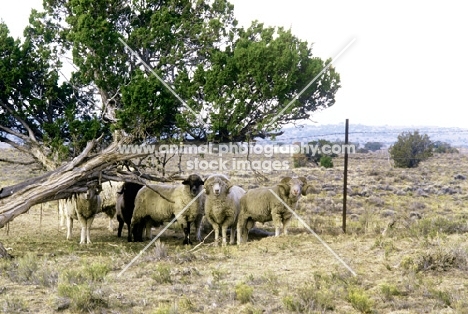 navajo-churro sheep in usa