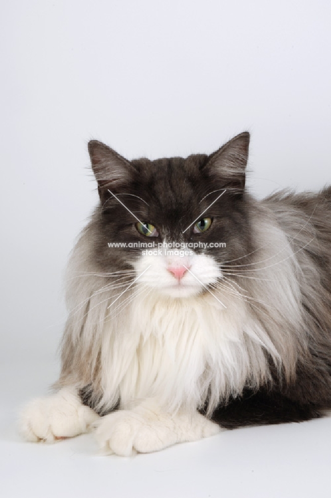 black and white smoke norwegian forest cat, looking at camera