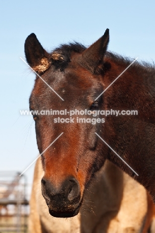 Morgan Horse portrait