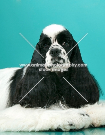 black and white Cocker Spaniel on blue background