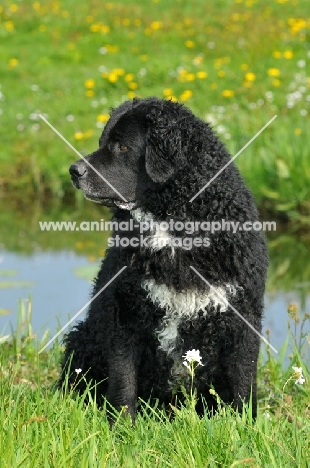black and white Wetterhound near water