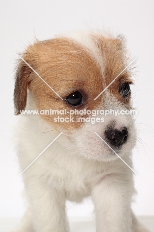 rough coated Jack Russell puppy portrait