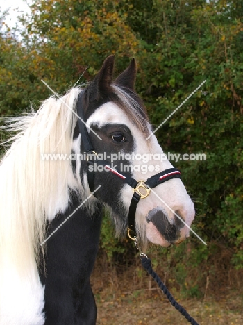 Piebald horse