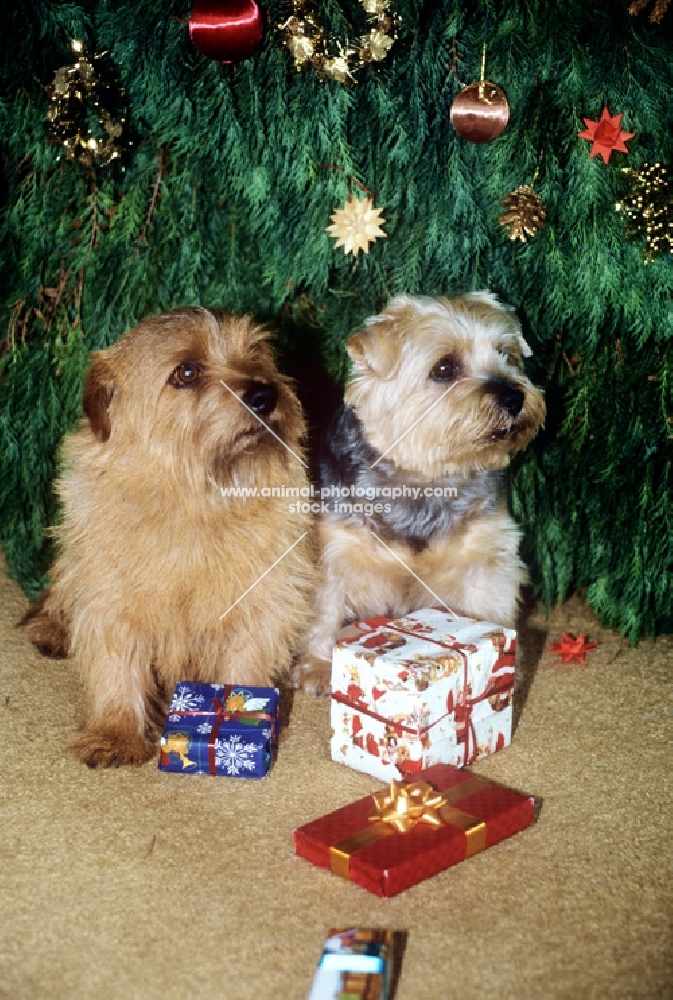 two norfolk terriers about to open presents