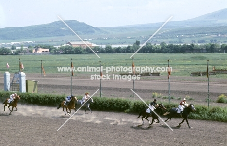 akhal tekes racing at piatigorsk race course