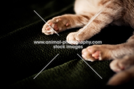 Kitten paws on couch