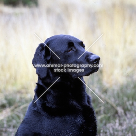 black labrador head study