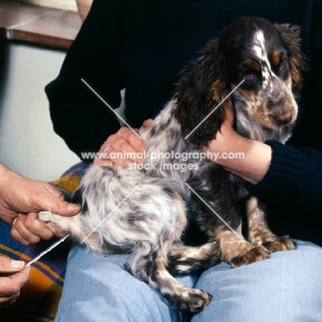 taking a cocker spaniel's temperature