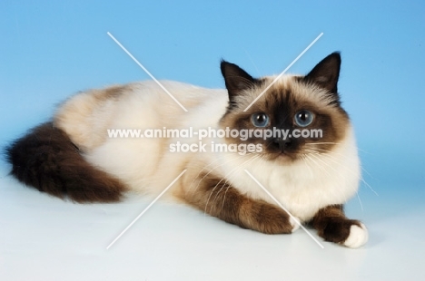 seal point birman cat lying on blue background