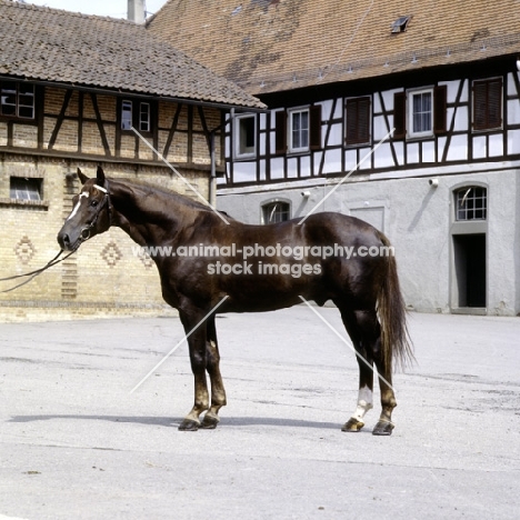 maifurst, wÃ¼rttmberger stallion in yard at marbach
