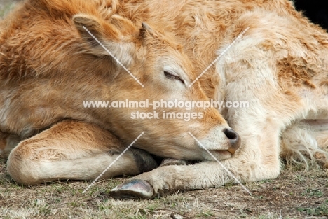 calf sleeping