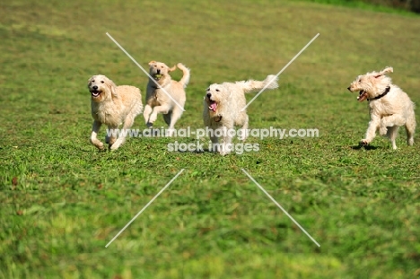 four Labradoodles running in field