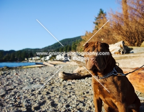 brown Shar Pei near shore