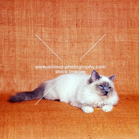 blue point birman cat