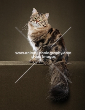 Siberian cat, sitting on brown background