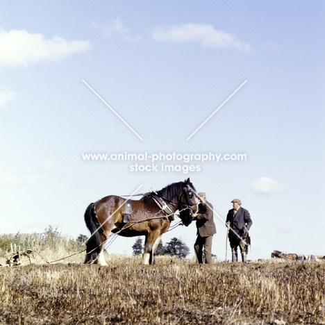 heavy horse at ploughing demonstration