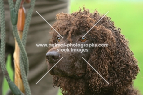 Irish Water Spaniel