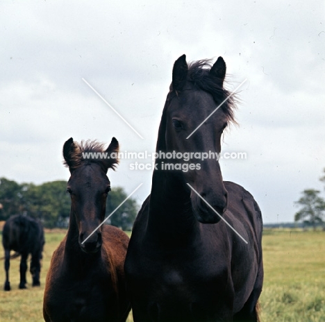 Friesian mare with her foal