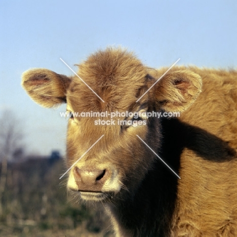 fluffy galloway calf