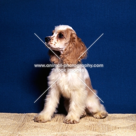 american cocker spaniel puppy sitting indoors