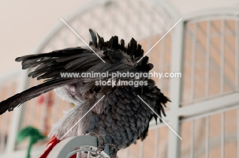 African Grey Parrot ruffling feathers