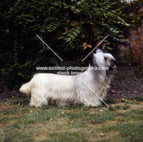 skye terrier standing in garden