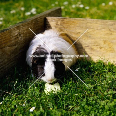 tortoiseshell and white peruvian guinea pig eating an piece of apple