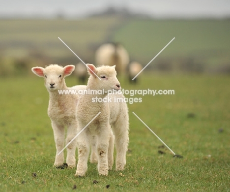 two twin lambs on grass, baby