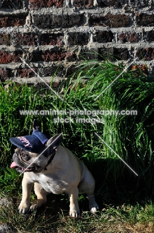 French Bulldog wearing a hat looking away
