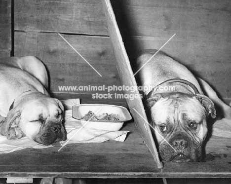 two bullmastiffs at Crufts on benching