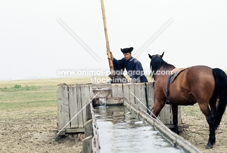 csikó at water crane with hungarian horse