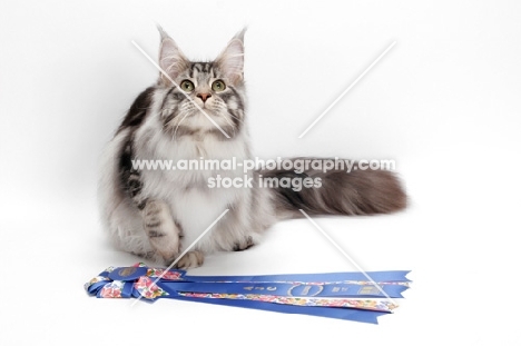 champion Maine Coon, Silver Classic Tabby colour, white background