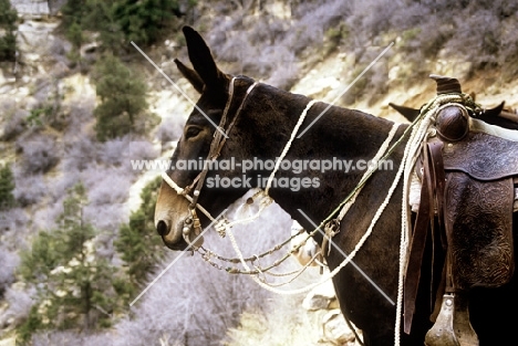 mule looking out on bright angel trail, grand canyon