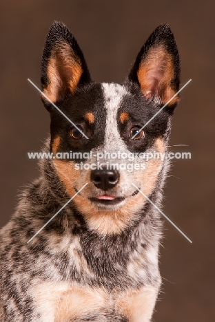 Australian Cattle Dog portrait