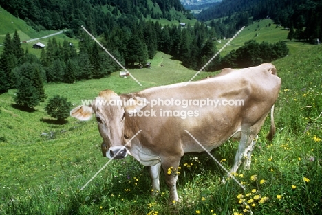 side view of brown swiss cow