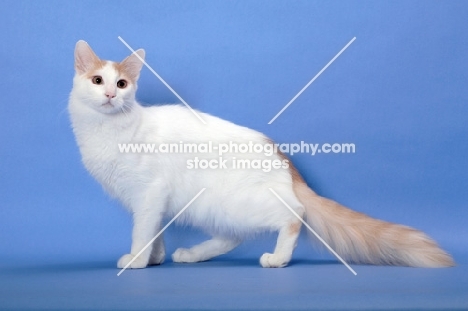 cream and white Turkish Van