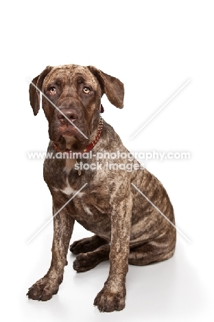 young Dogo Canario sitting on white background