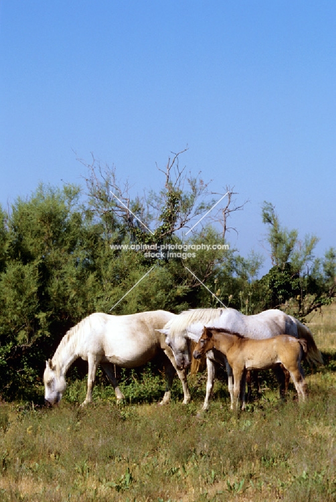 two camargue ponies with a foal