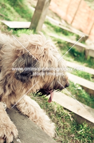 young Briard