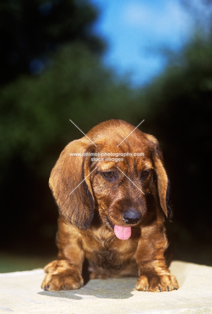 wire haired dachshund puppy with tongue out