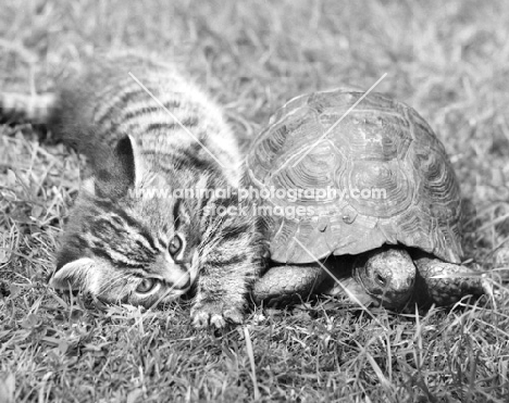 kitten with a tortoise
