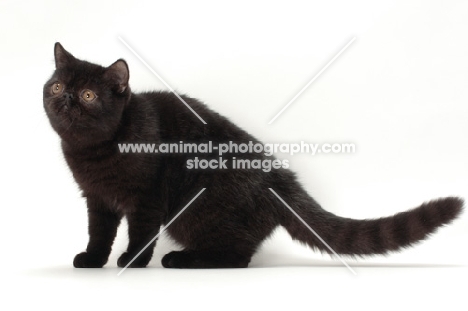 black Exotic Shorthair on white background